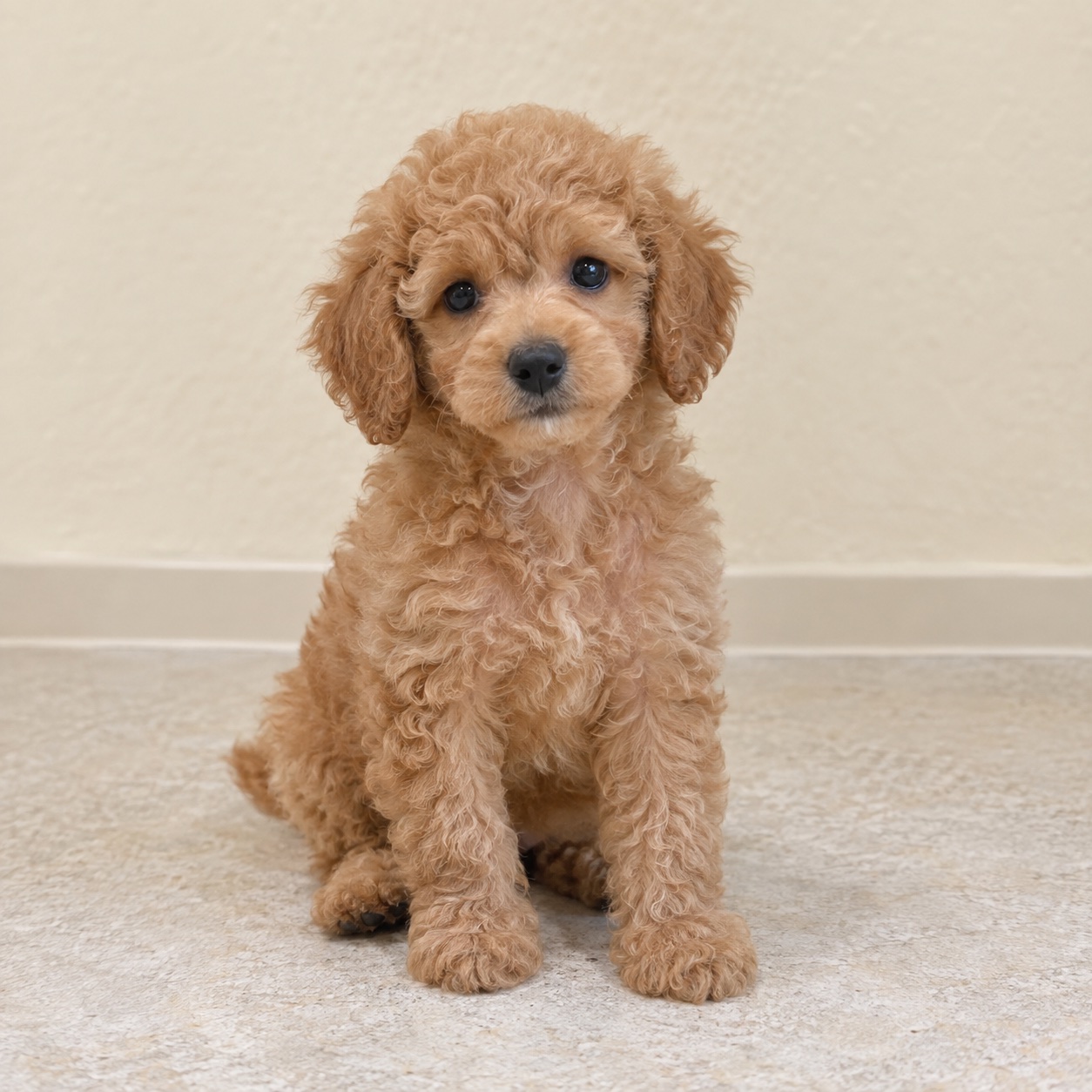 Poodle (Toy)